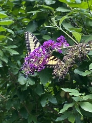 Papilio glaucus