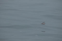 Phalaropus fulicarius