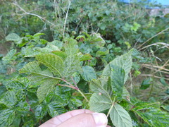Rubus fruticosus