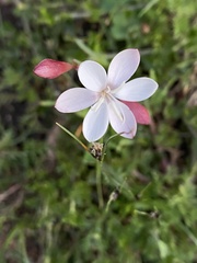 Hesperantha falcata