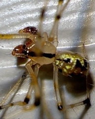 Phylloneta pictipes