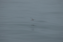 Phalaropus fulicarius