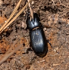 Odontotaenius disjunctus