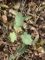 Torminalis glaberrima