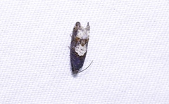 Eucosma parmatana