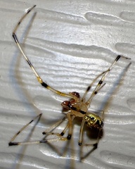 Phylloneta pictipes