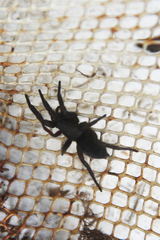 Scotophaeus blackwalli