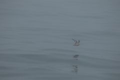 Phalaropus fulicarius