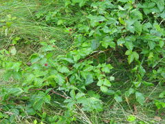 Rubus fruticosus