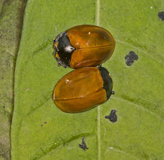 Chelymorpha cribraria