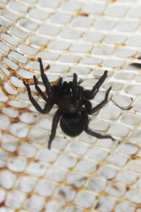 Scotophaeus blackwalli