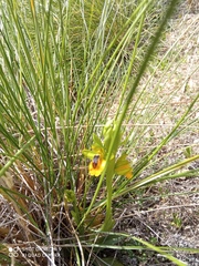 Ophrys lutea