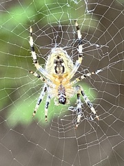 Araneus