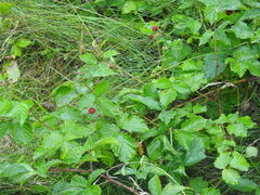 Rubus fruticosus