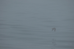 Phalaropus fulicarius