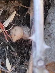 Latrodectus tredecimguttatus