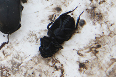 Dorcus parallelipipedus