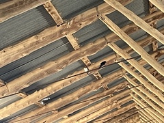 Hirundo neoxena