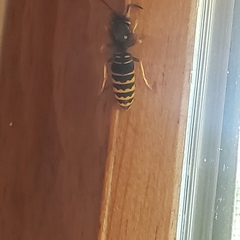 Vespula vidua
