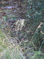 Agrostis capillaris
