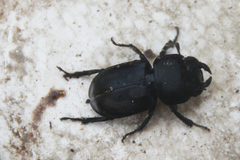 Dorcus parallelipipedus