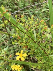 Hypericum brachyphyllum