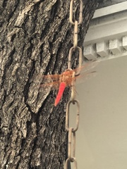 Libellula croceipennis