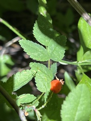 Rosa gymnocarpa