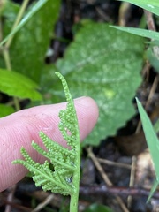 Sceptridium dissectum