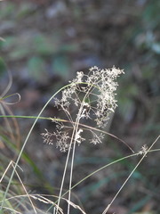 Agrostis capillaris