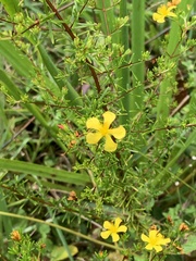 Hypericum brachyphyllum