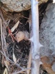 Latrodectus tredecimguttatus