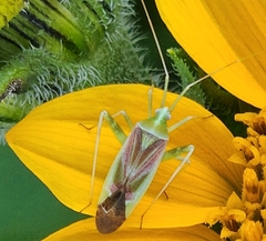 Phytocoris