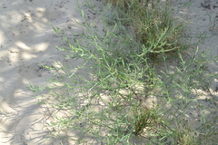 Corispermum hyssopifolium