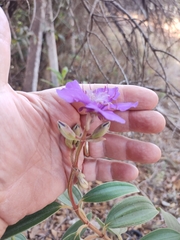 Tibouchina