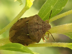 Eurygaster testudinaria