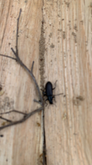 Alobates pensylvanicus