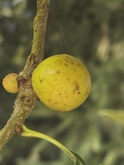 Disholcaspis quercusglobulus