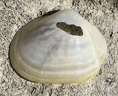 Leporimetis ephippium