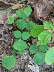 Desmodium rotundifolium
