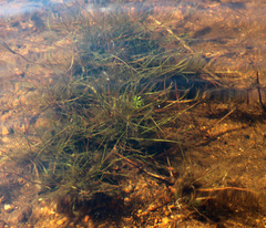 Eleocharis acicularis