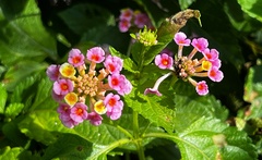 Lantana × strigocamara