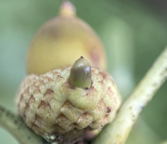 Callirhytis glandulus