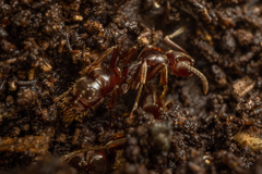 Austroponera castanea