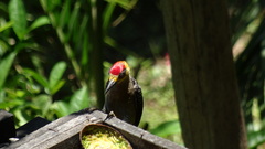 Melanerpes chrysogenys