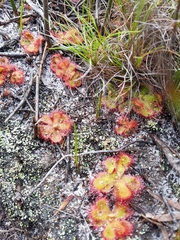 Drosera cuneifolia