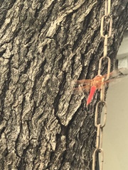 Libellula croceipennis