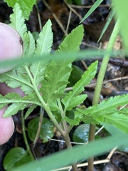 Sceptridium dissectum