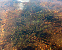 Eleocharis acicularis