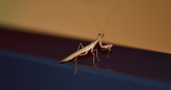 Ameles spallanzania